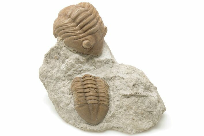 Unusual, Delphasaphus Trilobite With Partial - Russia #200468